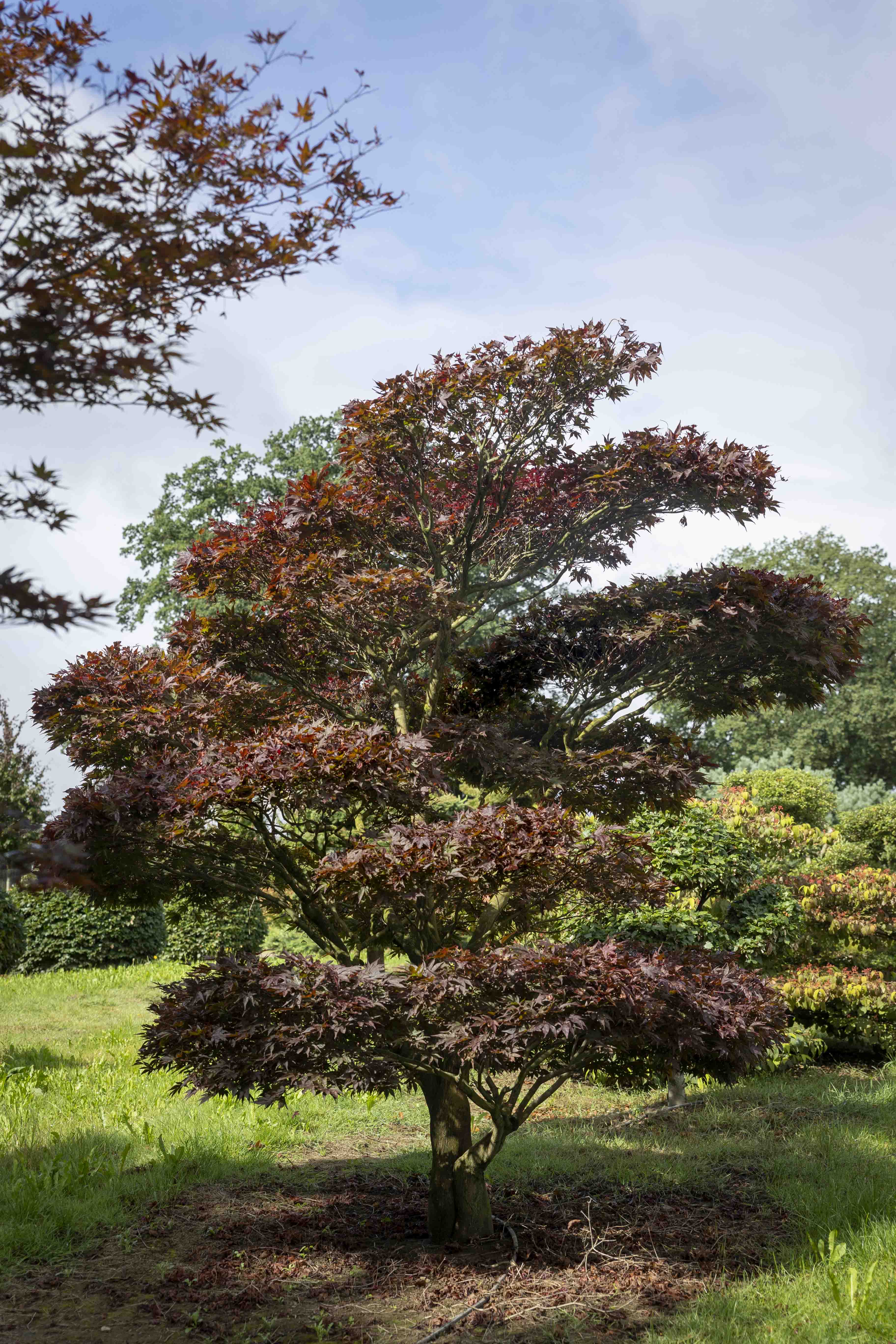 Acer palmatum 'Atropurpureum' Bonsai 